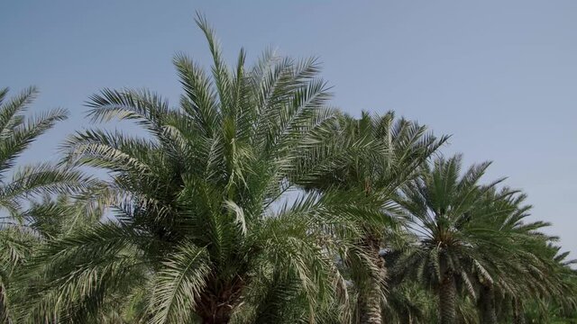Rows Of Date Palm Trees During Summertime On A Rural Farm. - POV