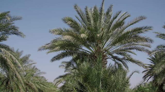 Scenery Of Date Palm Trees On A Large Plantation On Countryside. - POV