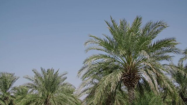 Looking On Tall Date Palm Trees With Blue Sky Background In An Organic Farm. - POV