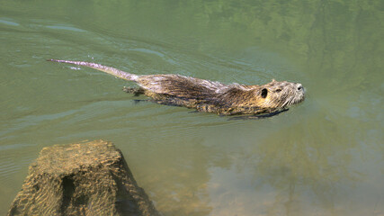 Nutria im Teich
