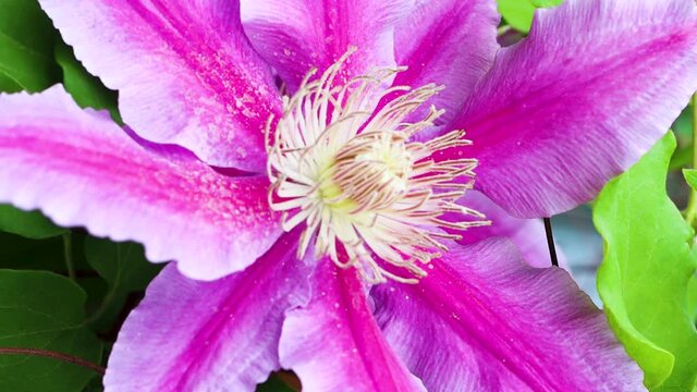 The bright pedals of a bright pink clematis shimmer in a spring breeze.