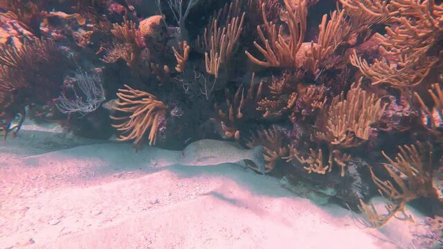 UNDERWATER - Black margate fish under rocks at Southwest Breaker reef, Bermuda
