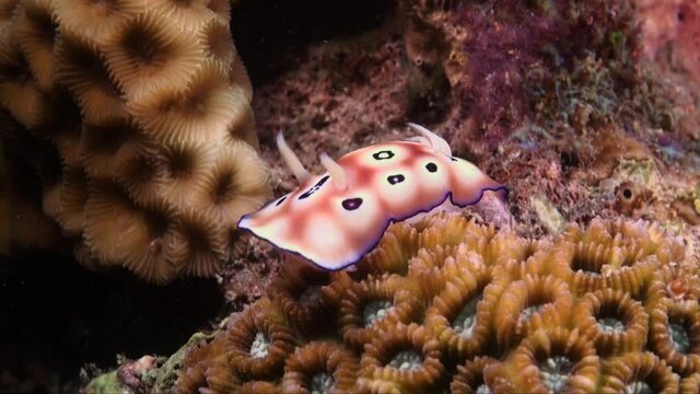 Leopard nudibranch (Gonoiobranchus leopardus) on tropical coral reef