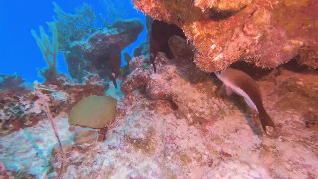 UNDERWATER - Doctor fish, red garra, swimming in eel garden, Bermuda