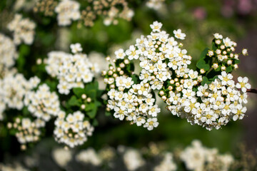 flowers in the garden
