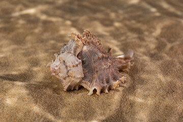 seashells on the bottom of the sea on the sand under the rays of the sun