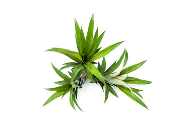 Fototapeta na wymiar Pineapple leaf isolated on white background.