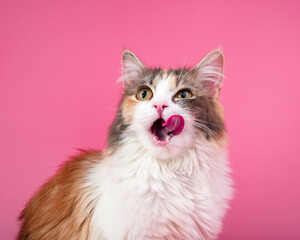 Portrait of bright beautiful funny cat on pink background