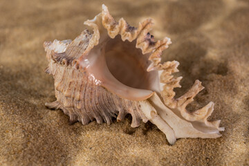 seashells on the bottom of the sea on the sand under the rays of the sun