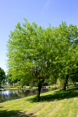 Obraz premium trees in the park