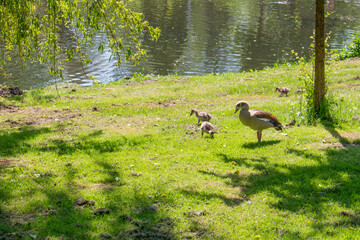 country goose on the grass