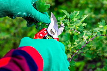 Garden pruner in the hands of a gardener. Pruning bushes with pruning shears. Work in the garden....