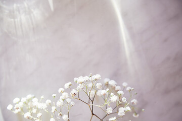 Trendy background with natural shadows, lights and white gypsophila flower. Selective focus. Copy...