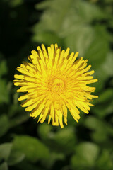 Fleur de pissenlit dans une pelouse	