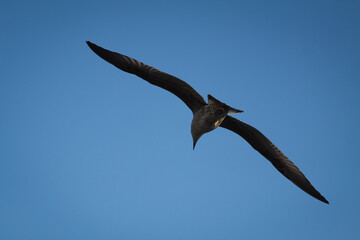 Close-up a large white seagull soaring in the cloud blue sky. White wild bird flying against the sky. Concept for freedom.