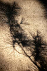 Dark shadow of a tree on a concrete wall