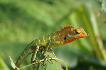 lizard, reptile, animal, green, nature, wildlife, iguana, chameleon, wild, eye, dragon, gecko, closeup, macro, tropical, close-up, tree, skin, fauna, branch, camouflage, pet, reptiles, small