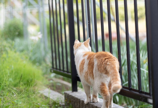 603 最適な 子猫の後ろ姿 画像 ストック写真 ベクター Adobe Stock 603 最適な 子猫の後ろ姿 画像 ストック写真 ベクター Adobe Stock