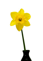 Narcissus on a white background in a small vase.