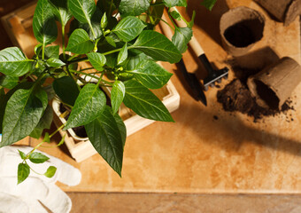 Home garden, hot pepper shoots in peat pots on the stone floor, and gardening tools. Natural light