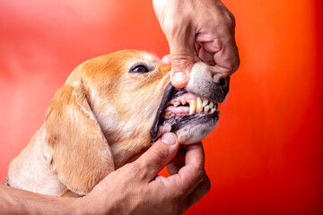 dental disease in a dog