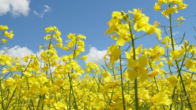 Yellow Flower Blossom Rapeseed Canola Agriculture Field. Beautiful Blooming Rapeseed Field Blue Sky in Springtime. Slow Motion. Close up of Yellow Flowers of Rape on Canola Background Blue Sky.