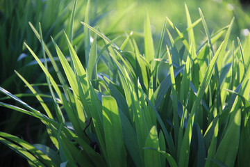 Green stalks in a clearing close up in the sunlight