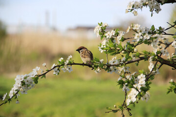 A sparrow on a cherry blossom branch