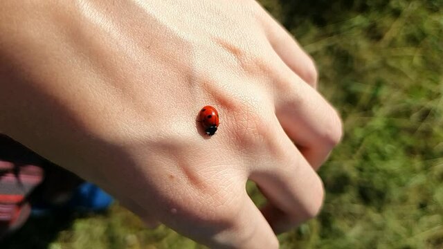 Soft zoom to a ladybug crawling on the back of the hand. Handheld shoot during bright summer day