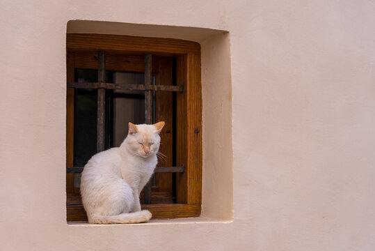Katze auf Fensterbank