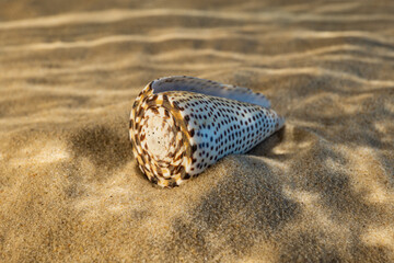 seashell on the sand as if under water
