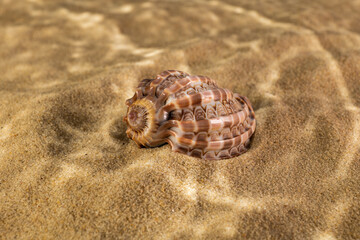 seashell on the sand as if under water