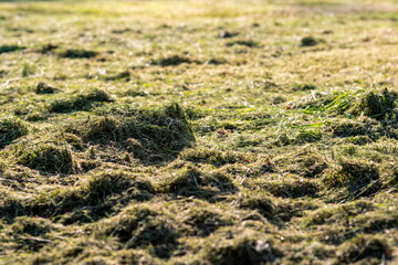 close-up of a freshly mown meadow with cut grass

