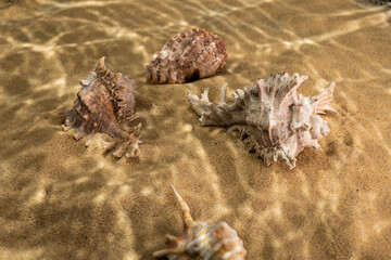 seashells on the bottom of the sea on the sand under the rays of the sun