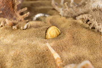 coin seashells on the bottom of the sea on the sand under the rays of the sun