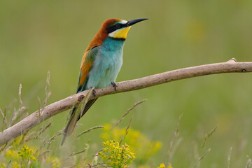European bee-eater - merops apiaster the colorful exotic bird