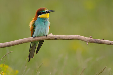 European bee-eater - merops apiaster the colorful exotic bird