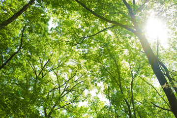 forest sunlight