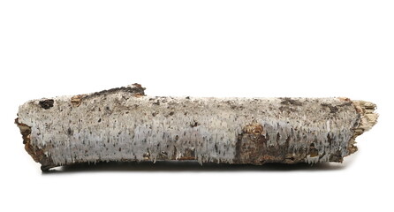Dry, rotten birch tree log isolated on white background