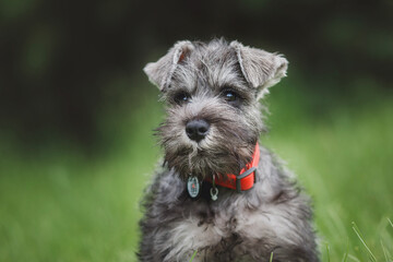 dog puppy Miniature Schnauzer  in the grass 