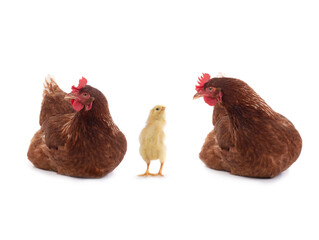 indignant chick near his mother looks at hen isolated on white background