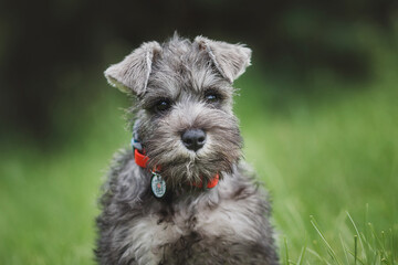 dog puppy Miniature Schnauzer  in the grass 