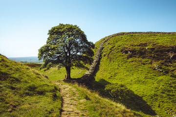 Sycamore Gap Northumberland. Hadrians Wall built on tall cliffs Roman Wall on a sunny summer day