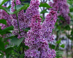 Beautiful blooming varietal selection two-tone lilac (Syringa vulgaris Sensation). Macro image of...