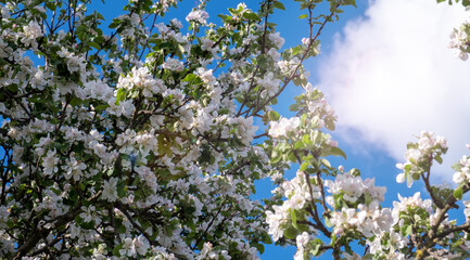 Blooming apple tree with beautiful flowers against the blue sky.