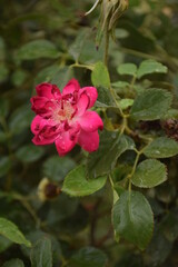 Obraz na płótnie Canvas pink rose in the garden shallow depth of field 