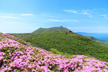Fototapeta premium 平治岳から見たミヤマキリシマと大船山 くじゅう連山 大分県 Miyama Kirishima and Mt. Daisenzan seen from Mt. Hijidake Kuju Mountain Range Ooita-ken