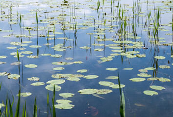 Red float among water lilies on the lake.