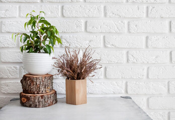 Natural decor in home interior. Ficus plant in a pot and tree stump on white brick wall background