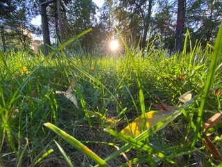 grass in the garden. grass in the park. sun in the grass. 